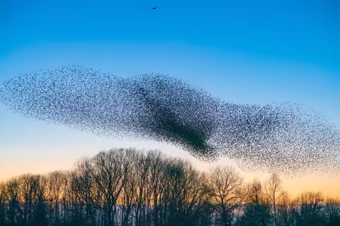 Murmuration